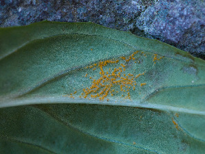  ( - FDS-CA-06669)  @11 [ ] by (2024) Justin Paulin Fungal Diversity Survey
