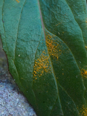  ( - FDS-CA-06669)  @11 [ ] by (2024) Justin Paulin Fungal Diversity Survey