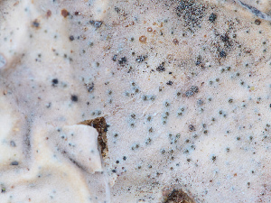  ( - FDS-CA-06694)  @11 [ ] by (2024) Justin Paulin Fungal Diversity Survey