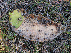  (Montagnulaceae - FDS-CA-06694)  @11 [ ] by (2024) Justin Paulin Fungal Diversity Survey