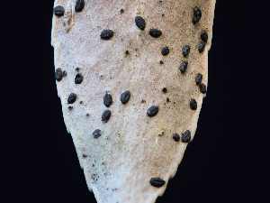  ( - FDS-CA-06680)  @11 [ ] by (2025) Justin Paulin Fungal Diversity Survey