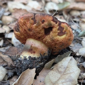  (Neoboletus - FDS-CA-02858)  @11 [ ] c (2025) Michelle C. Torres-Grant Fungal Diversity Survey