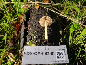  (Bolbitius sp. Pallidus-CA02 - FDS-CA-08386)  @11 [ ] by-nc (2025) Fresno Mycology Society Fungal Diversity Survey