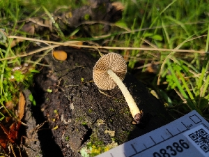  ( - FDS-CA-08386)  @11 [ ] by-nc (2025) Fresno Mycology Society Fungal Diversity Survey