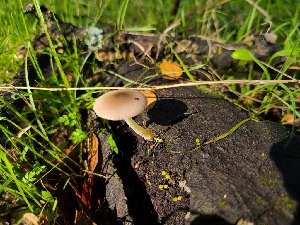  ( - FDS-CA-08386)  @11 [ ] by-nc (2025) Fresno Mycology Society Fungal Diversity Survey