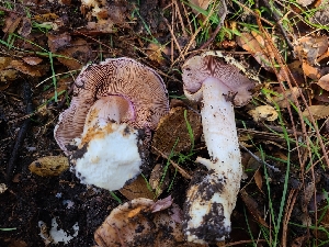  ( - FDS-CA-08391)  @11 [ ] by-nc (2025) Fresno Mycology Society Fungal Diversity Survey