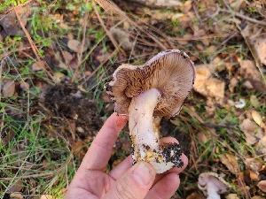  ( - FDS-CA-08391)  @11 [ ] by-nc (2025) Fresno Mycology Society Fungal Diversity Survey