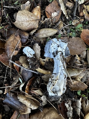  ( - FDS-CA-01973)  @11 [ ] by-nc (2024) Aaron Tupac Fungal Diversity Survey