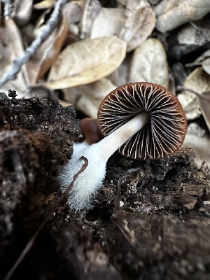  ( - FDS-CA-01913)  @11 [ ] by-nc (2024) Aaron Tupac Fungal Diversity Survey
