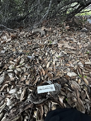  ( - FDS-CA-01913)  @11 [ ] by-nc (2024) Aaron Tupac Fungal Diversity Survey