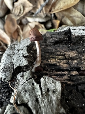  ( - FDS-CA-01913)  @11 [ ] by-nc (2024) Aaron Tupac Fungal Diversity Survey