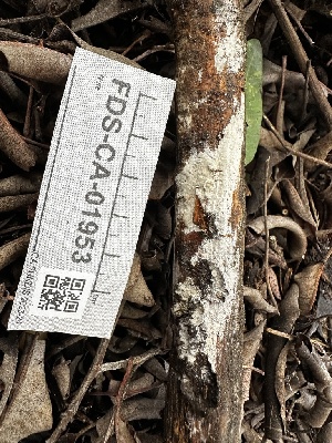  ( - FDS-CA-01953)  @11 [ ] by-nc (2024) Aaron Tupac Fungal Diversity Survey