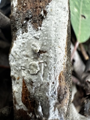  ( - FDS-CA-01953)  @11 [ ] by-nc (2024) Aaron Tupac Fungal Diversity Survey