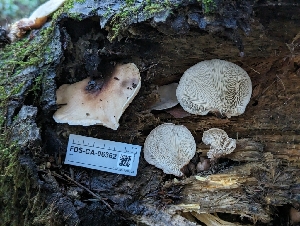 ( - FDS-CA-06362)  @11 [ ] by-nc (2025) Warren Cardimona Fungal Diversity Survey