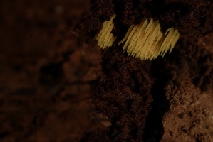 ( - FDS-CA-05499)  @11 [ ] by-nc (2025) Unspecified Fungal Diversity Survey