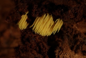  ( - FDS-CA-05499)  @11 [ ] by-nc (2025) Unspecified Fungal Diversity Survey