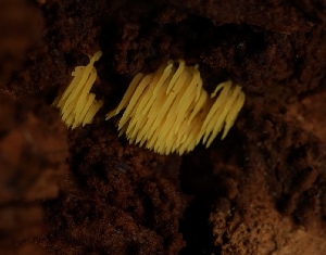  (Mucronella - FDS-CA-05499)  @11 [ ] by-nc (2025) Unspecified Fungal Diversity Survey