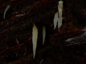  (Mucronella sp. PNW01 - FDS-CA-05501)  @11 [ ] by-nc (2025) Unspecified Fungal Diversity Survey