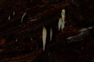  ( - FDS-CA-05501)  @11 [ ] by-nc (2025) Unspecified Fungal Diversity Survey