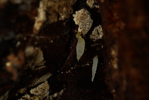  ( - FDS-CA-05501)  @11 [ ] by-nc (2025) Unspecified Fungal Diversity Survey