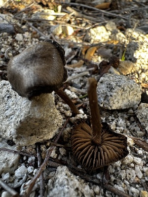  (Entoloma sp. CA28 - FDS-CA-01848)  @11 [ ] by-nc (2024) Aaron Tupac Fungal Diversity Survey
