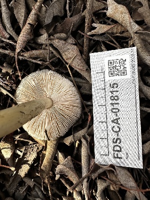  ( - FDS-CA-01815)  @11 [ ] by-nc (2024) Aaron Tupac Fungal Diversity Survey