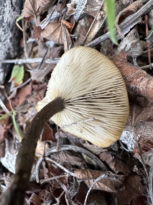  (Melanoleuca sp. AZ01 - FDS-CA-04318)  @11 [ ] by-nc (2024) Aaron Tupac Fungal Diversity Survey