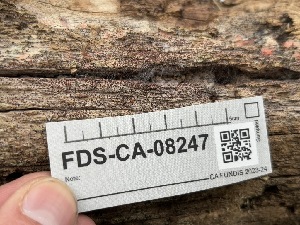  ( - FDS-CA-08247)  @11 [ ] by-nc (2025) Damon Tighe Fungal Diversity Survey