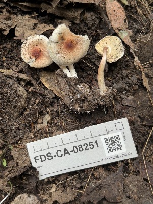  ( - FDS-CA-08251)  @11 [ ] by-nc (2025) Damon Tighe Fungal Diversity Survey