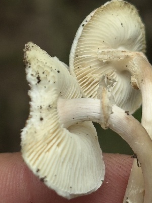 ( - FDS-CA-08251)  @11 [ ] by-nc (2025) Damon Tighe Fungal Diversity Survey