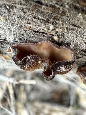  ( - FDS-CA-04331)  @11 [ ] by-nc (2024) Aaron Tupac Fungal Diversity Survey