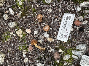  (Inocybe sp. CA72 - FDS-CA-04333)  @11 [ ] by-nc (2024) Aaron Tupac Fungal Diversity Survey