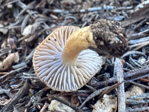  ( - FDS-CA-04333)  @11 [ ] by-nc (2024) Aaron Tupac Fungal Diversity Survey