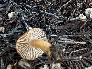  ( - FDS-CA-04333)  @11 [ ] by-nc (2024) Aaron Tupac Fungal Diversity Survey