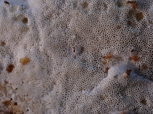  ( - FDS-CA-04408)  @11 [ ] by-nc (2024) Aaron Tupac Fungal Diversity Survey