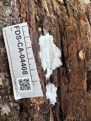  ( - FDS-CA-04408)  @11 [ ] by-nc (2024) Aaron Tupac Fungal Diversity Survey