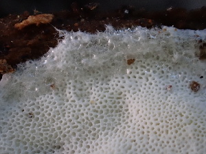  ( - FDS-CA-04408)  @11 [ ] by-nc (2024) Aaron Tupac Fungal Diversity Survey