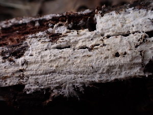  (Fibricium sp. rude-CA01 - FDS-CA-04344)  @11 [ ] by-nc (2024) Aaron Tupac Fungal Diversity Survey