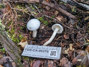  ( - FDS-CA-06370)  @11 [ ] by-nc (2025) Warren Cardimona Fungal Diversity Survey