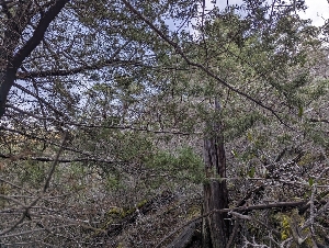  ( - FDS-CA-06370)  @11 [ ] by-nc (2025) Warren Cardimona Fungal Diversity Survey