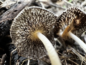  ( - FDS-CA-01932)  @11 [ ] by-nc (2024) Aaron Tupac Fungal Diversity Survey