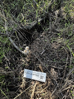  ( - FDS-CA-01932)  @11 [ ] by-nc (2024) Aaron Tupac Fungal Diversity Survey