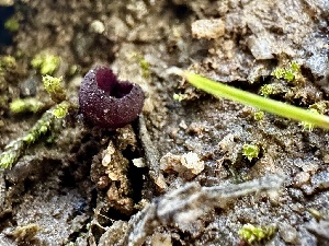  (Pyropyxidaceae - FDS-CA-01933)  @11 [ ] by-nc (2024) Aaron Tupac Fungal Diversity Survey