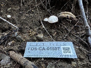  ( - FDS-CA-01887)  @11 [ ] by-nc (2024) Aaron Tupac Fungal Diversity Survey
