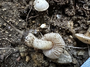  ( - FDS-CA-01887)  @11 [ ] by-nc (2024) Aaron Tupac Fungal Diversity Survey