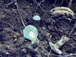  (Inocybe sp. CA33 - FDS-CA-01887)  @11 [ ] by-nc (2024) Aaron Tupac Fungal Diversity Survey