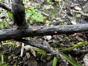  ( - FDS-CA-01969)  @11 [ ] by-nc (2024) Aaron Tupac Fungal Diversity Survey
