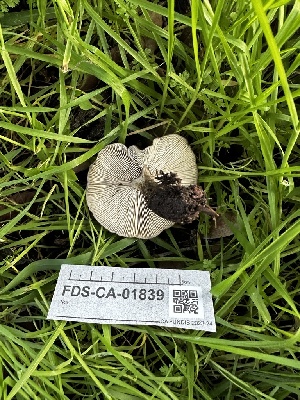 (Melanoleuca sp. IN01 - FDS-CA-01839)  @11 [ ] by-nc (2024) Aaron Tupac Fungal Diversity Survey
