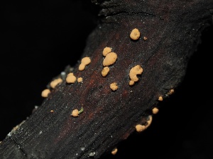  ( - FDS-CA-00124)  @11 [ ] by-nc (2024) Taye Bright Fungal Diversity Survey