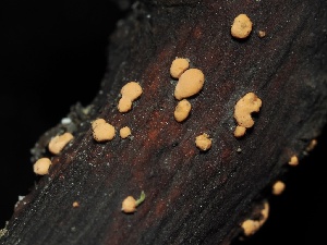  ( - FDS-CA-00124)  @11 [ ] by-nc (2024) Taye Bright Fungal Diversity Survey